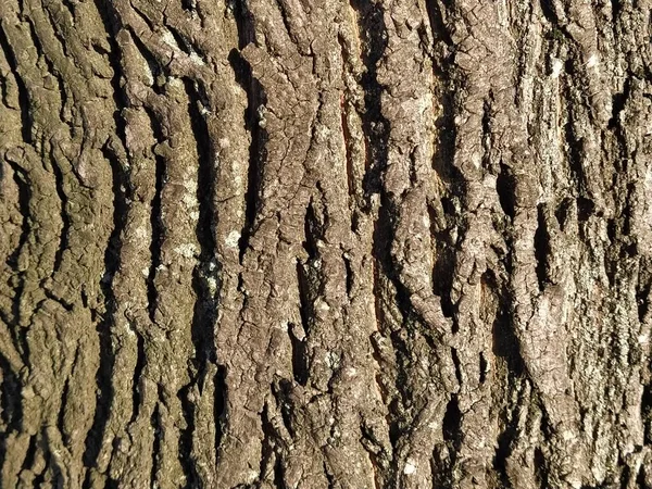 Corteccia Albero Superficie Legno Marrone Irregolare Sfondo Naturale — Foto Stock