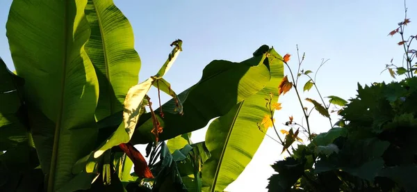 Banánové Listy Stonky Rostlinné Tropické Pozadí — Stock fotografie