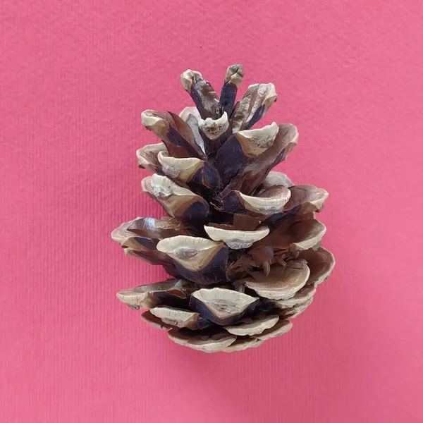 beautiful pine cone on a red background. New Year and Christmas decorations. Spruce or pine cone close up. cone in the middle of the image.