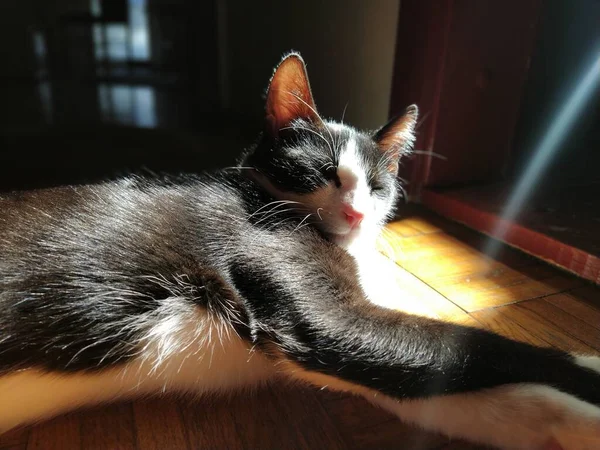 Cat Basking Sun Young Black White Pet Lies Floor Low — Stock Photo, Image