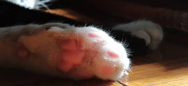 猫の足が床に横たわっている 黒と白のペットは足を伸ばし 休んでいます 猫は太陽の下で日光浴をしている リラックスしたポーズ 猫の足に柔らかいパッド 古い床 — ストック写真