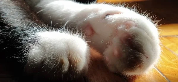 Patas Gato Deitadas Chão Animal Estimação Preto Branco Estendeu Patas — Fotografia de Stock