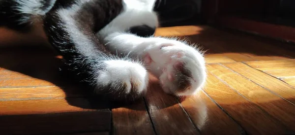 Las Patas Del Gato Tiradas Suelo Mascota Blanca Negra Extendido — Foto de Stock
