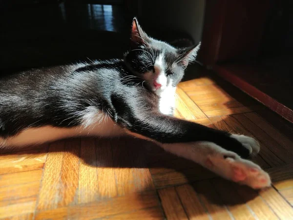 Cat Basking Sun Young Black White Pet Lies Floor Low — Stock Photo, Image