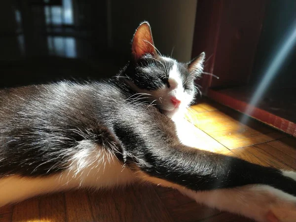 这只猫正在晒太阳 一只年轻的黑白宠物躺在低矮的阳光下的地板上 小猫闭上了眼睛 尽情地享受着 他竖起耳朵 控制着周围发生的一切 — 图库照片