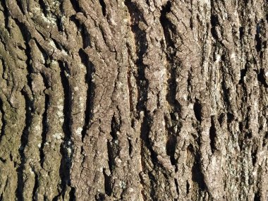 Ağaç kabuğu. Kahverengi ahşap yüzey. Doğal arkaplan.