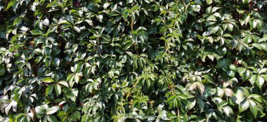 Lianalar ve çalılar duvarların dikey bahçıvanlığı gibi. Sürünen güzel bitkiler. Balkanlar 'ın doğası. Vahşi üzümler, yapraklar ve dallar. Parlak yeşil. Yumuşak odak.