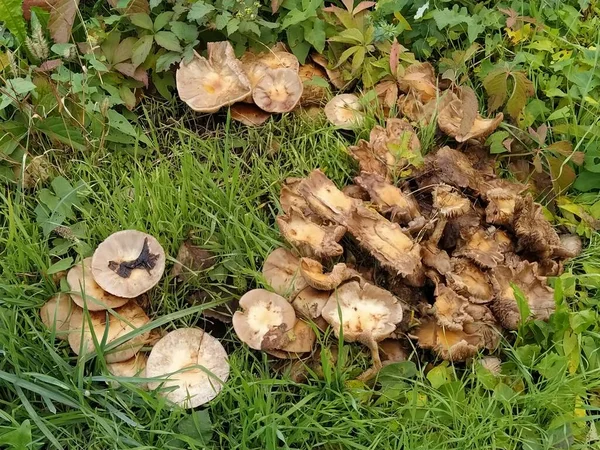 Erdei Gombák Kolóniája Lombozatban Fűben Vegyes Erdő — Stock Fotó