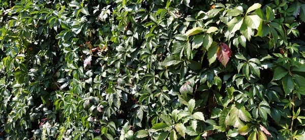 Lianas Moitas Como Jardinagem Vertical Paredes Plantas Lindas Rastejar Natureza — Fotografia de Stock