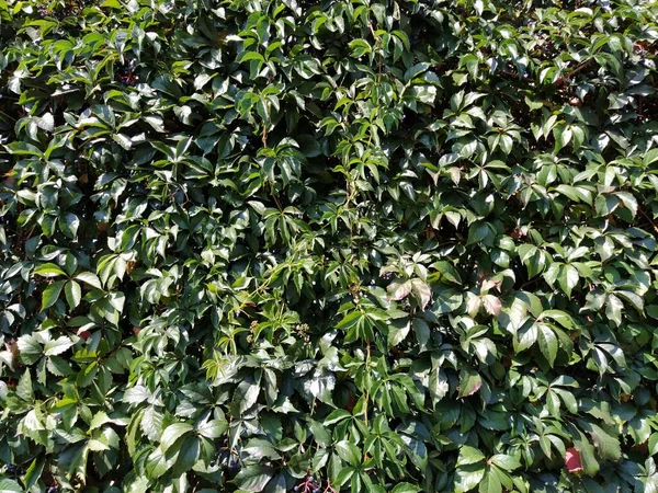 Lianas Matorrales Como Jardinería Vertical Paredes Hermosas Plantas Trepando Naturaleza — Foto de Stock