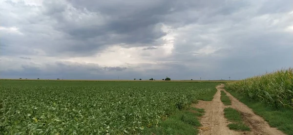 Драматические облака над полем. Влияние погодных условий на урожай сои. Деревенская грунтовая дорога вдаль — стоковое фото