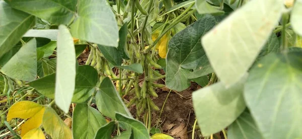 Campo Soja Con Plantas Soja Efecto Las Condiciones Meteorológicas Cosecha —  Fotos de Stock