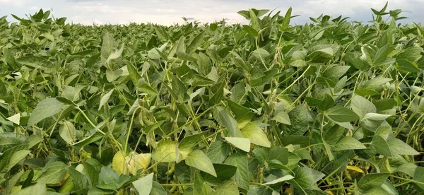 Champ Soja Avec Des Plantes Soja Effet Des Conditions Météorologiques — Photo