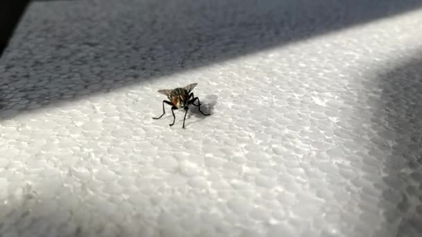 Vlieg op een wit piepschuim. Het insect herschikt zijn poten, reinigt zijn voorpoten — Stockvideo