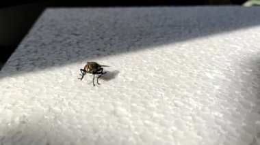 The fly sits on the styrofoam, cleans first the front legs and then the hind legs. The fly turns sideways and stretches out its butt several times to scratch it. The fly gets scared and flies away.