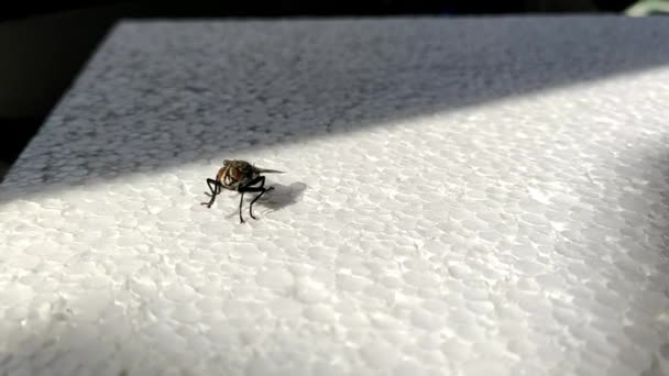 The fly sits on the styrofoam, cleans first the front legs and then the hind legs. The fly turns sideways and stretches out its butt several times to scratch it. The fly gets scared and flies away. — Video