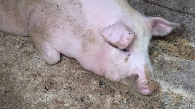 Domuz ahırında bir domuz. Tarım. Domuz eti üretimi. Pembe bir domuz ahırın zemininde dinleniyor. Sinekler bir domuzun üzerinde oturur.
