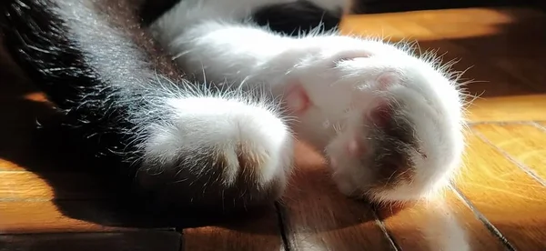 猫の足が床に横たわっている 黒と白のペットは足を伸ばし 休んでいます 猫は太陽の下で日光浴をしている リラックスしたポーズ 猫の足に柔らかいパッド 古い床 — ストック写真