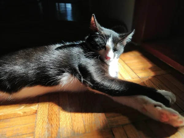 Gato Está Tomando Sol Una Joven Mascota Blanca Negra Yace — Foto de Stock