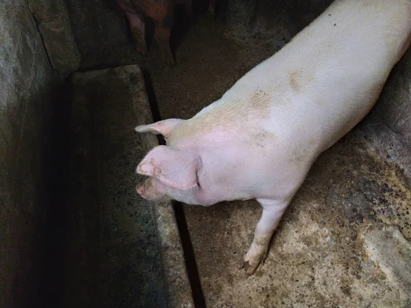 Ein Schwein Schweinestall Landwirtschaft Schweineproduktion Ein Rosafarbenes Rindschwein Ist Zum — Stockfoto