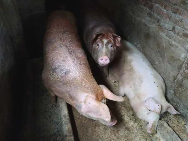 Три Свиньи Свинарнике Сельское Хозяйство Производство Свинины Свиньи Мясной Породы — стоковое фото