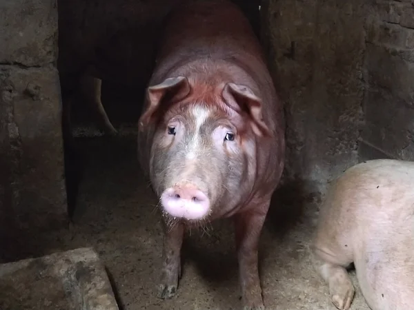 猪在猪圈里有褐色皮肤的猪农业 猪肉生产 猪的脸从黑暗中露出来 动物看着摄影师 — 图库照片