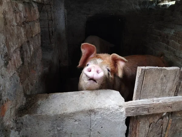 猪在猪圈里有褐色皮肤的猪农业 猪肉生产 猪的脸和鼻子 动物看着摄影师 — 图库照片