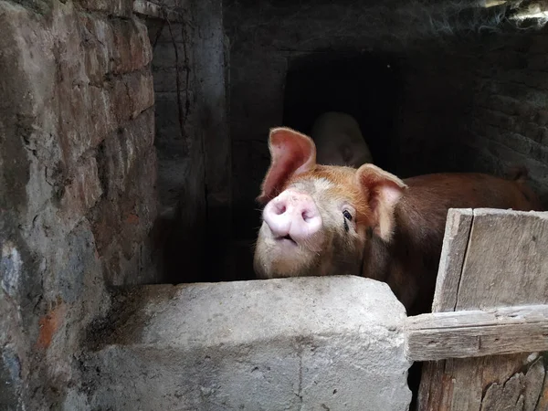 猪在猪圈里有褐色皮肤的猪农业 猪肉生产 猪的脸和鼻子 动物看着摄影师 — 图库照片