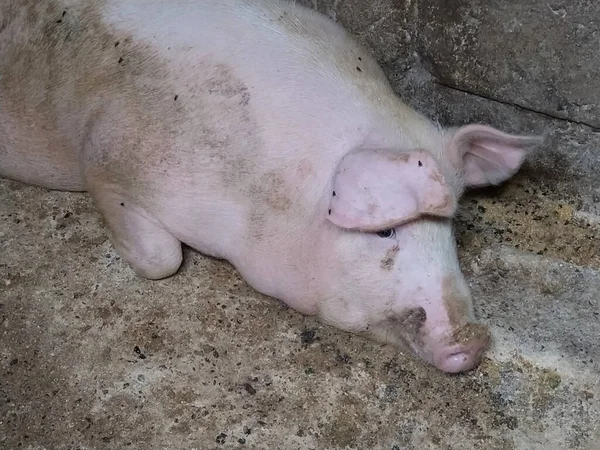 猪圈里的猪农业 猪肉生产 一头粉红的猪躺在谷仓的地板上 苍蝇坐在猪的尸体上 — 图库照片