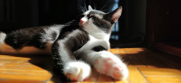 Γάτα Λιάζεται Στον Ήλιο Μακριά Πόδια Μαλακά Ροζ Μαξιλαράκια Ένα — Φωτογραφία Αρχείου