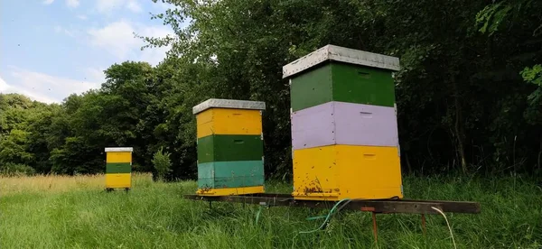 Bienenstöcke Mit Bienen Imkerei Bienenstöcke Stehen Der Natur Und Sind — Stockfoto