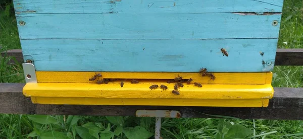 Bienenstöcke Mit Bienen Imkerei Bienenstöcke Stehen Der Natur Und Sind — Stockfoto