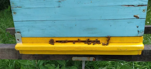 Bienenstöcke Mit Bienen Imkerei Bienenstöcke Stehen Der Natur Und Sind — Stockfoto