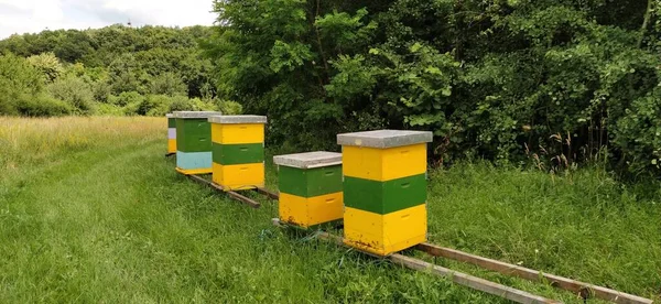 Bienenstöcke Mit Bienen Imkerei Bienenstöcke Stehen Der Natur Und Sind — Stockfoto