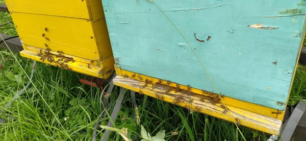 Повіки Бджолами Бджільництво Гиви Стоять Природі Пофарбовані Жовтий Зелений Синій — стокове фото