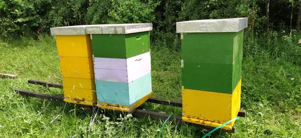 Bienenstöcke Mit Bienen Imkerei Bienenstöcke Stehen Der Natur Und Sind — Stockfoto