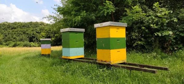 Bienenstöcke Mit Bienen Imkerei Bienenstöcke Stehen Der Natur Und Sind — Stockfoto