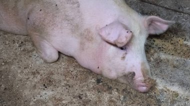 Domuz ahırında bir domuz. Tarım. Domuz eti üretimi. Pembe bir domuz ahırın zemininde dinleniyor. Sinekler bir domuzun üzerinde oturur.