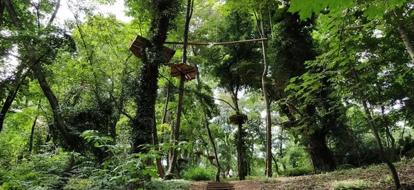 Ape Adventure Nachází Národních Parcích Místních Rekreačních Zařízení Ape Náročná — Stock fotografie