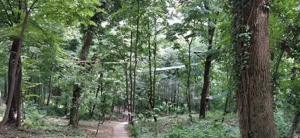 猿の冒険へ 国立公園や地元のレクリエーション施設に位置するGo Apeは 木の中で挑戦的な障害物コースです 動きのための木製とロープ構造 スポーツ楽しい大会 — ストック写真