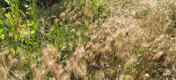 Hordeum Murinum Aka Настенный Ячмень Поддельный Ячмень — стоковое фото