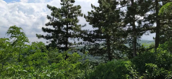 Forêt Pins Sous Ciel Bleu Nuageux Montagne — Photo