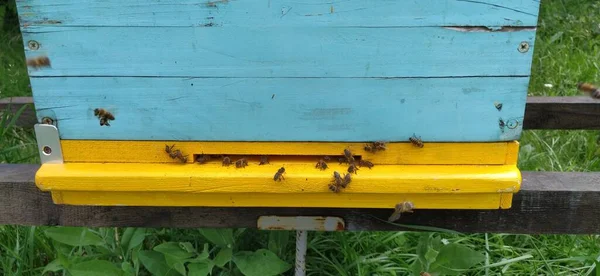 Bienenstöcke Mit Bienen Imkerei Bienenstöcke Stehen Der Natur Und Sind — Stockfoto
