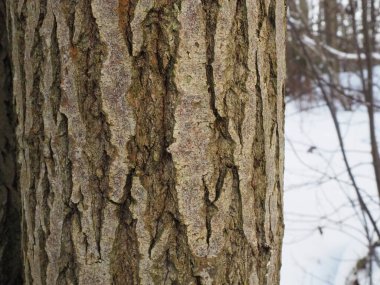 Ağaç kabuğu kışın arka planında.
