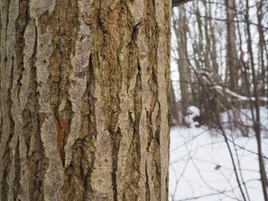 Ağaç kabuğu kışın arka planında.