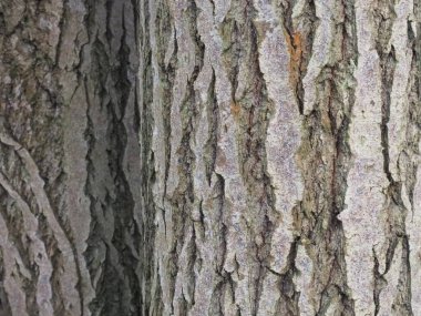 Ağaç kabuğu kışın arka planında.