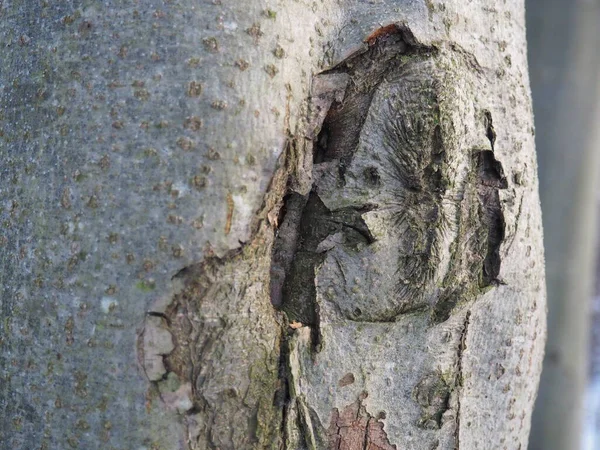 Kora Drzewa Tle Zimowej Przyrody — Zdjęcie stockowe