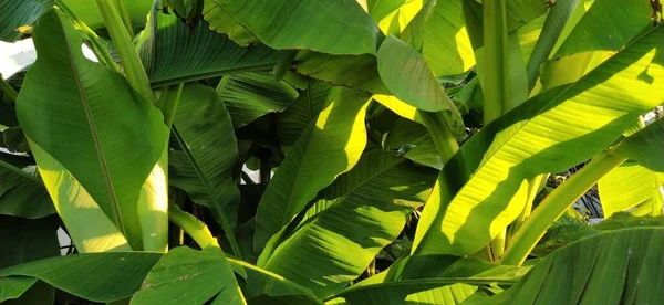 Feuilles Tiges Banane Plante Fond Tropical — Photo