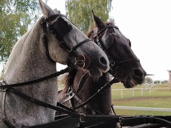 Два Коні Мостиками Розсипався Конями Білий Чорний Кінь Спортивні Перегони — стокове фото