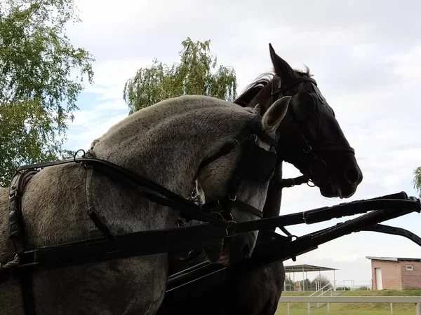 Två Hästar Med Betsel Lurad Med Hästar Vit Och Svart — Stockfoto